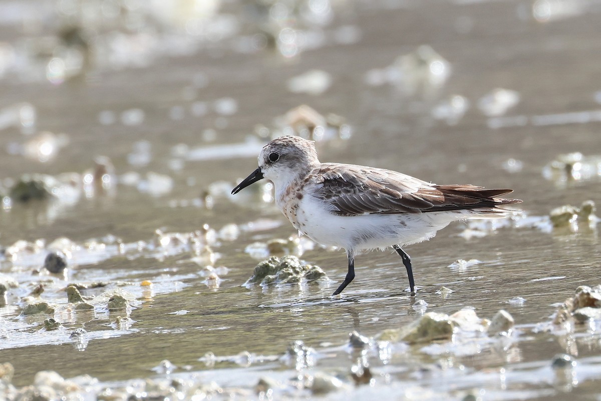 紅胸濱鷸 - ML646827241