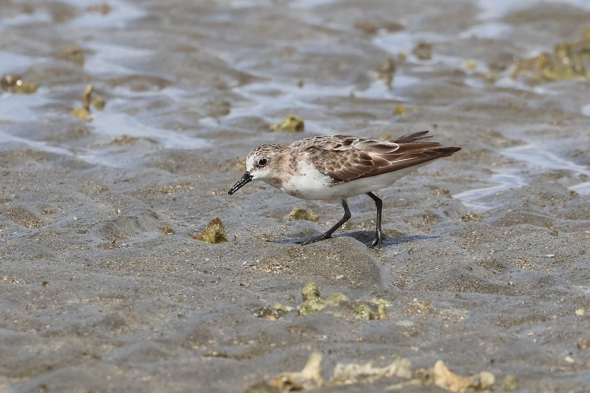 紅胸濱鷸 - ML646827242