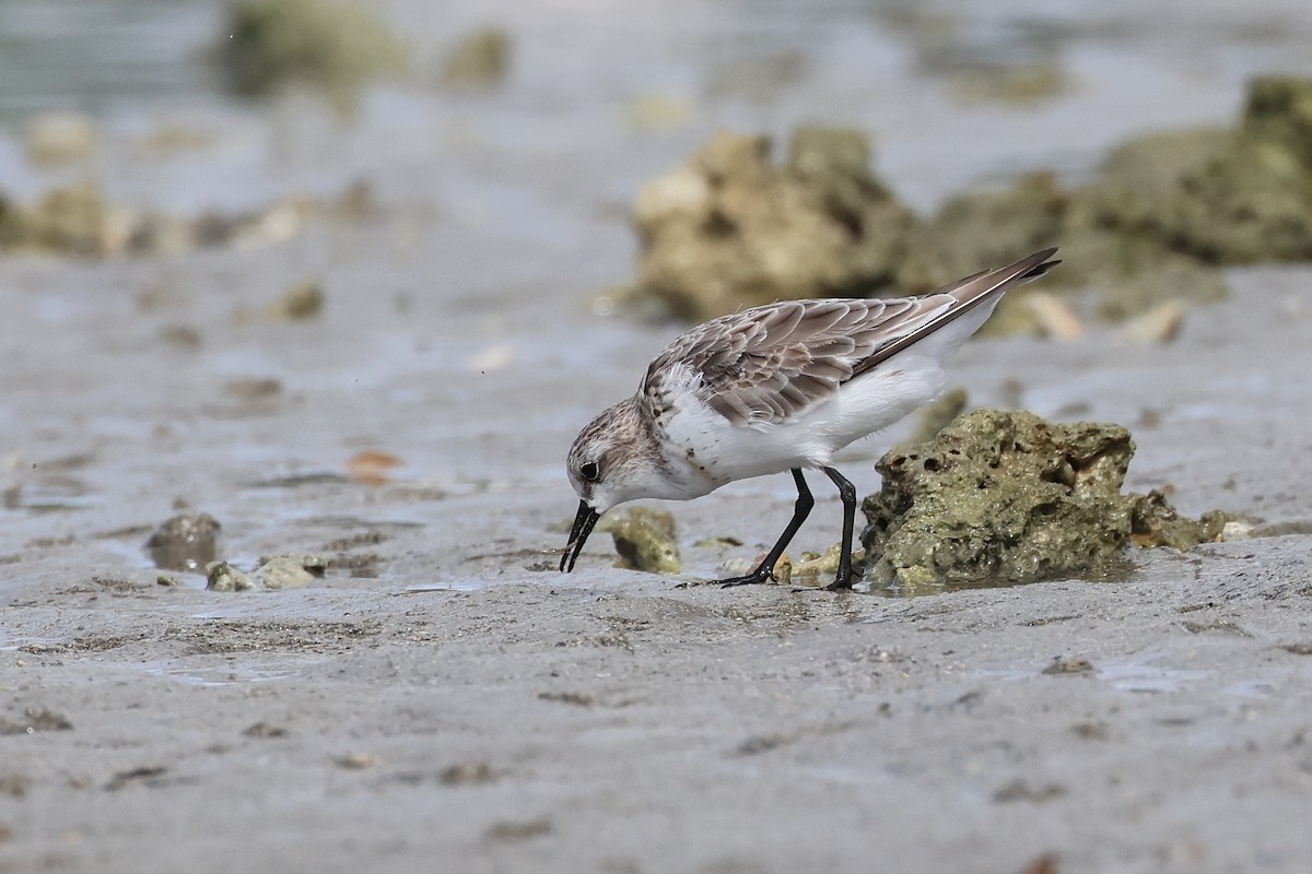 紅胸濱鷸 - ML646827243