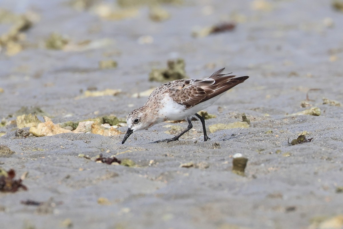 紅胸濱鷸 - ML646827244