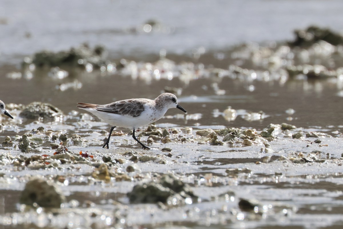 紅胸濱鷸 - ML646827245