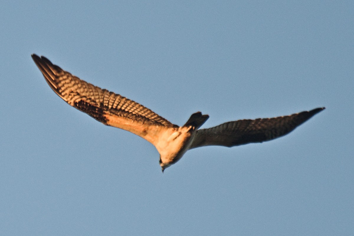 Águila Pescadora (americana) - ML646827246