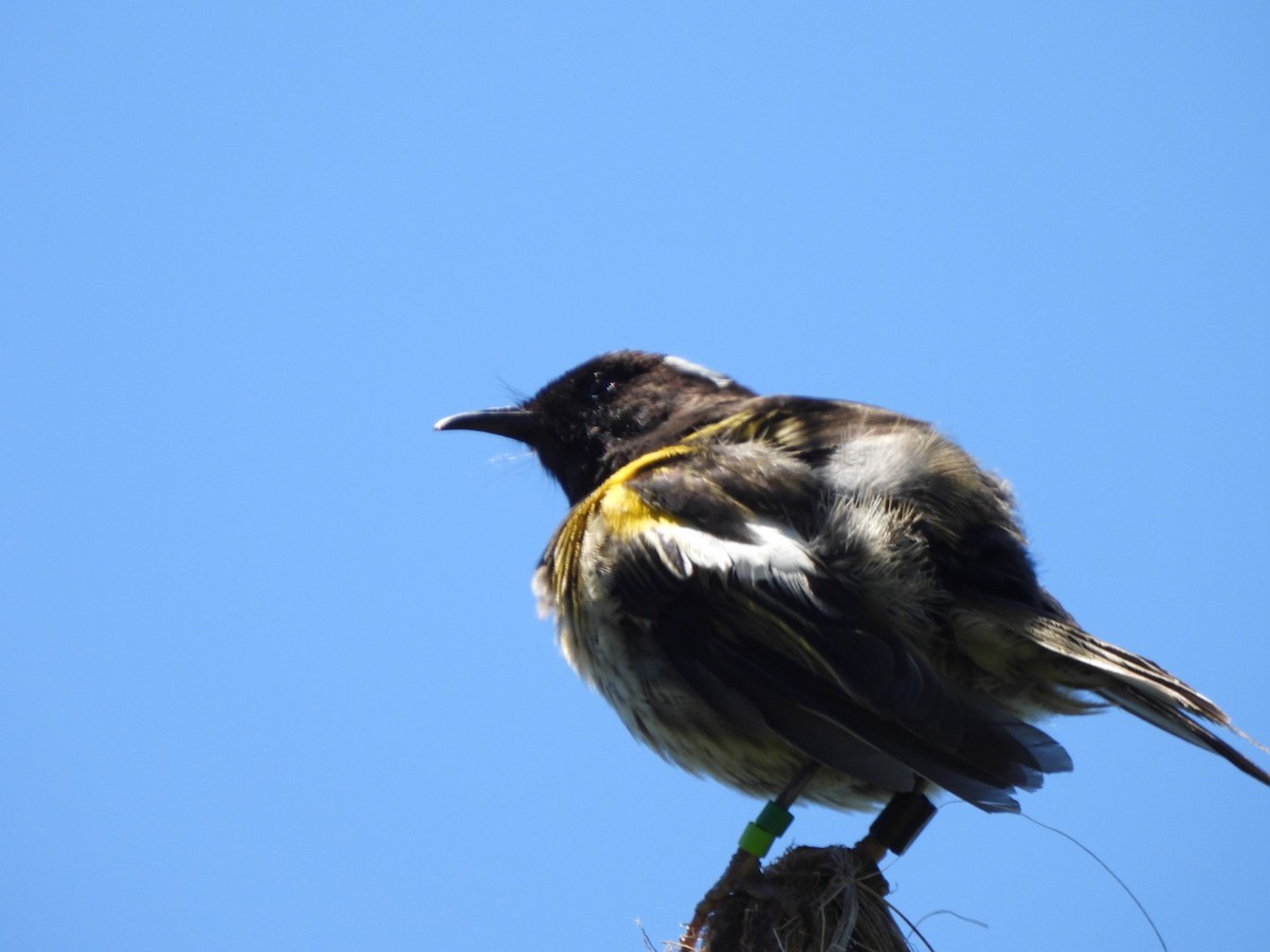 Stitchbird - ML646827247