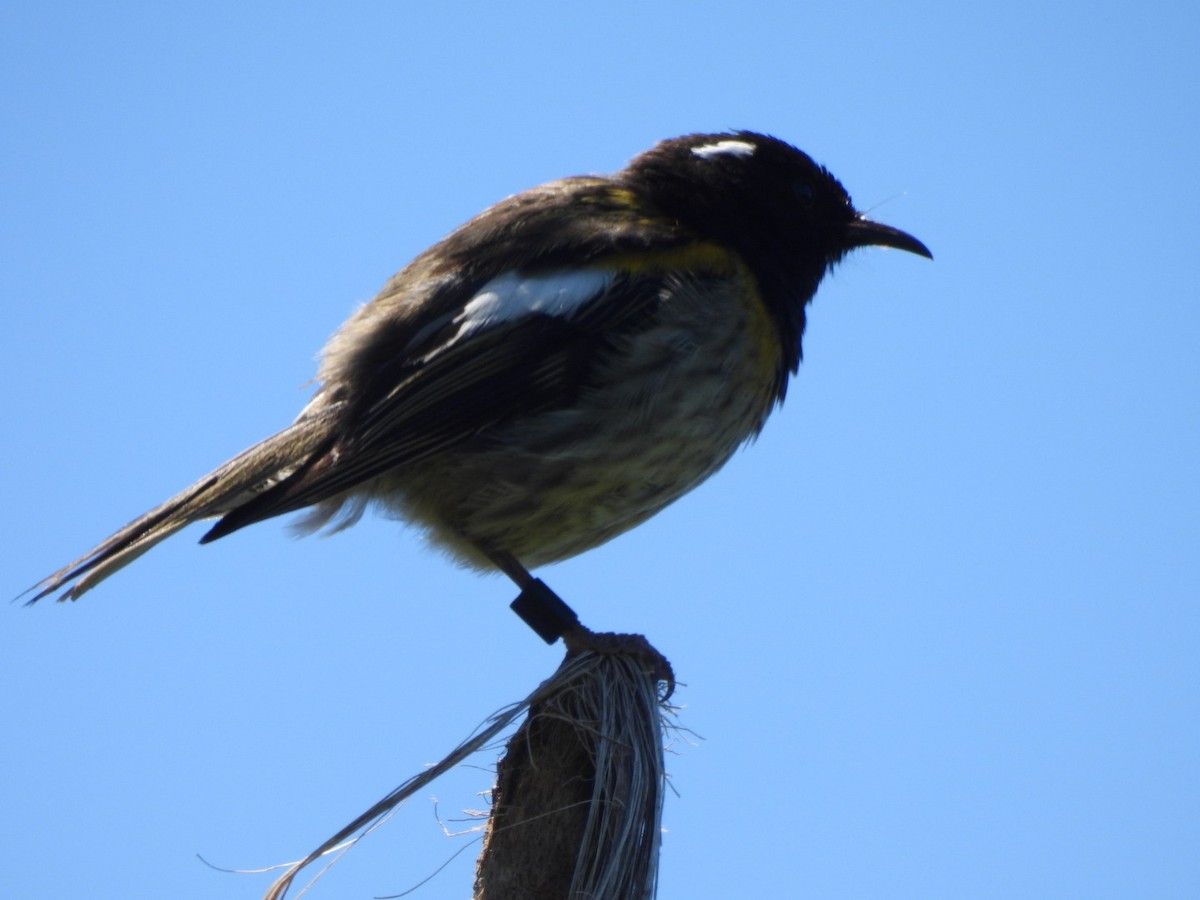 Stitchbird - ML646827248