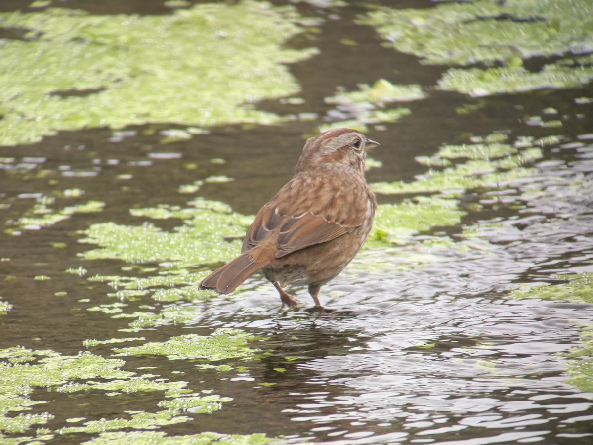 ウタスズメ - ML646827250