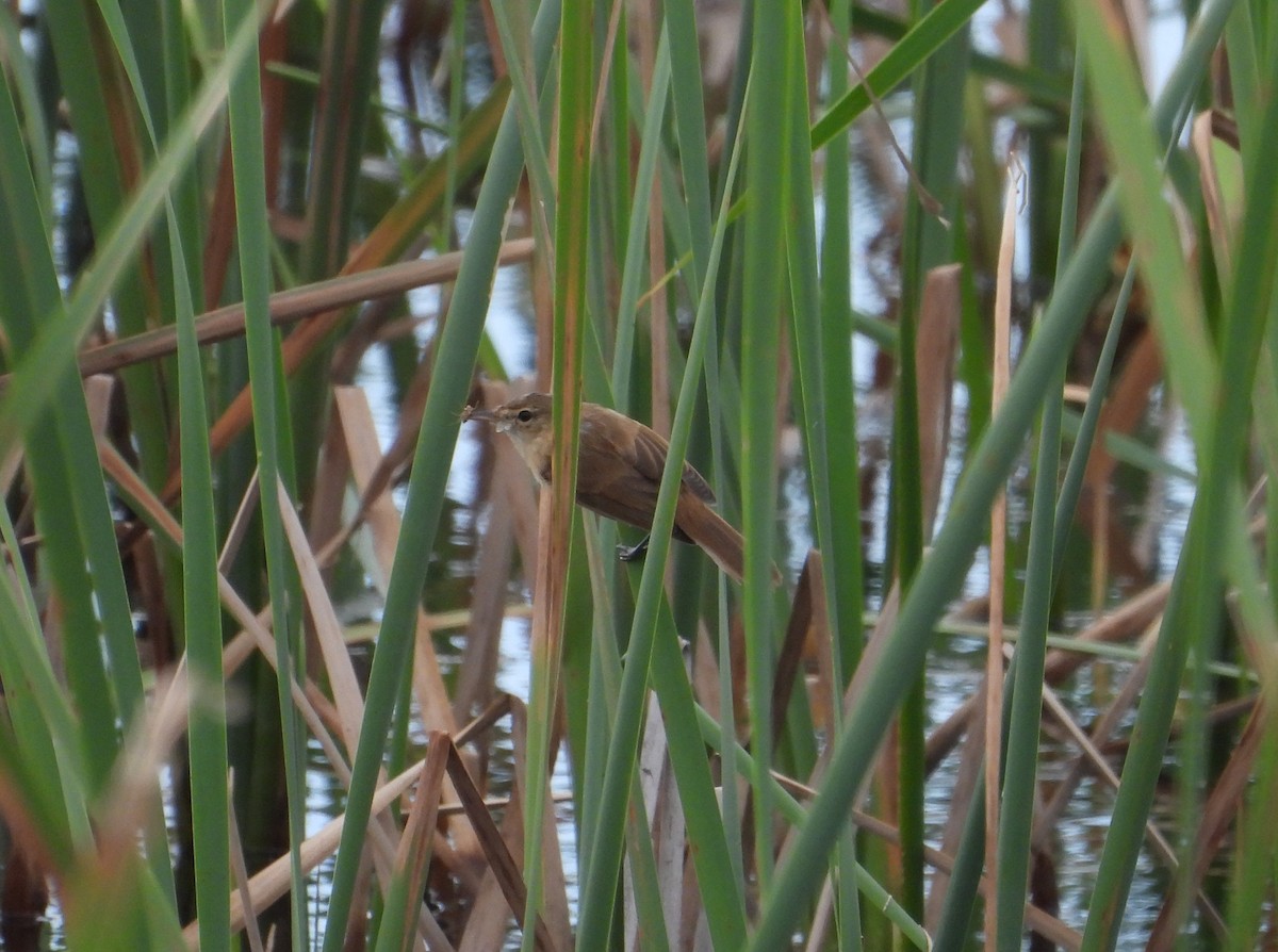 オーストラリアヨシキリ - ML646827252