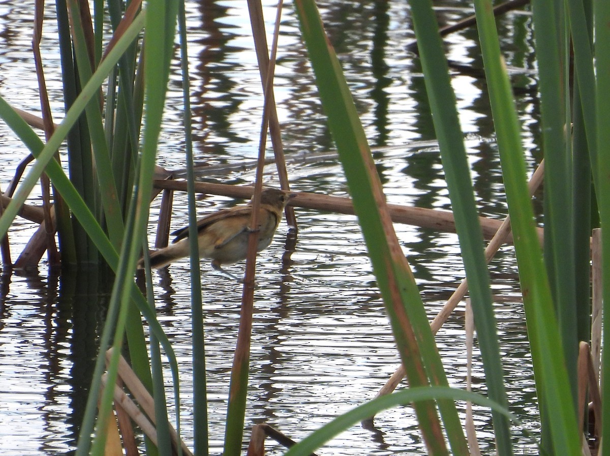 オーストラリアヨシキリ - ML646827253