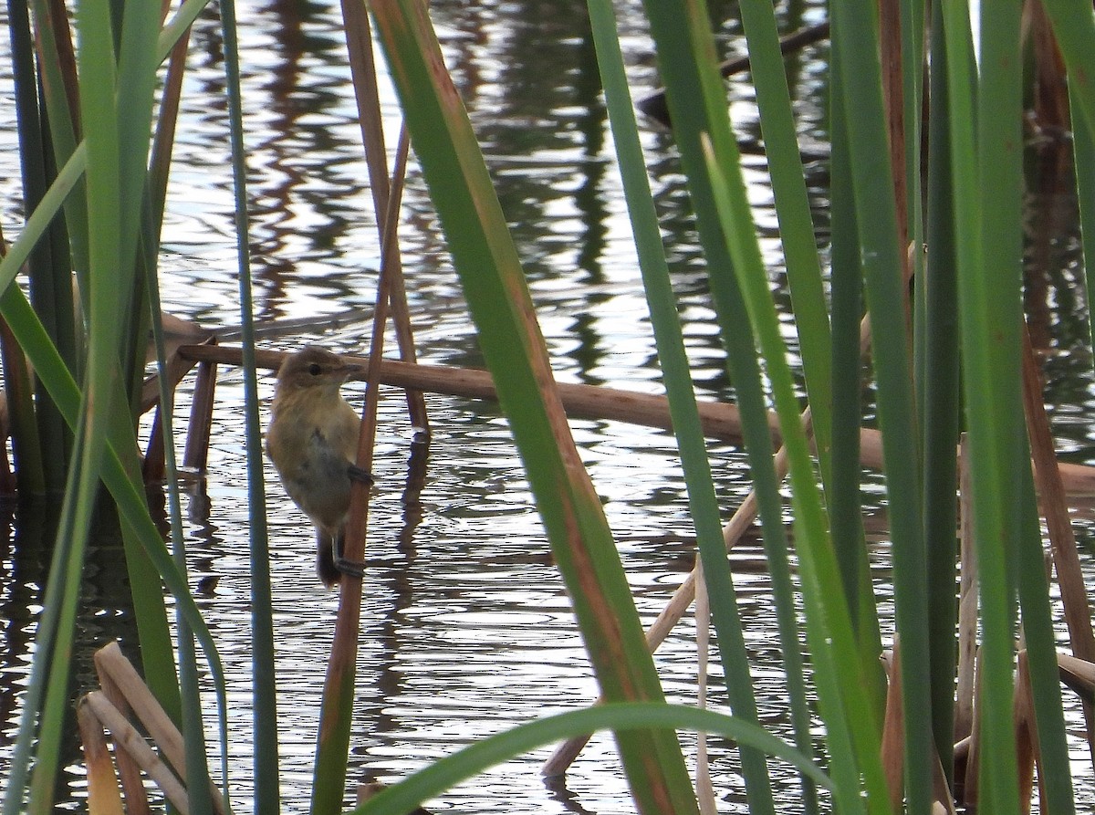 オーストラリアヨシキリ - ML646827254