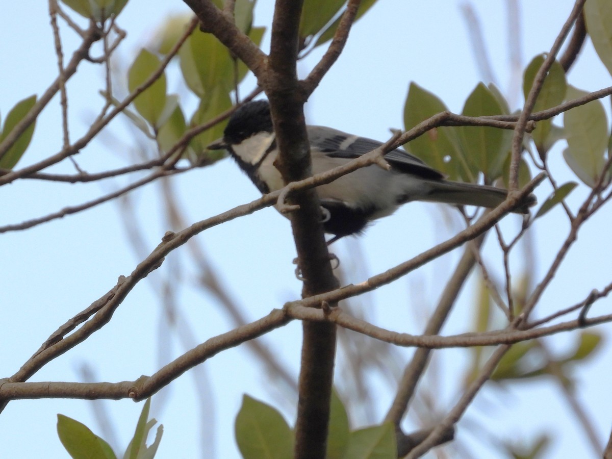 ירגזי אפרפר - ML646827256