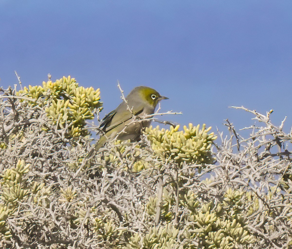 Silvereye - ML646827257
