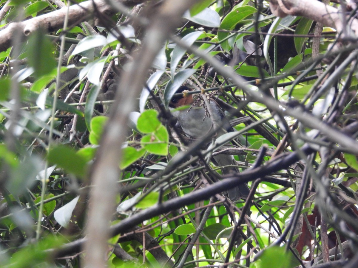 Chestnut Bulbul - ML646827259