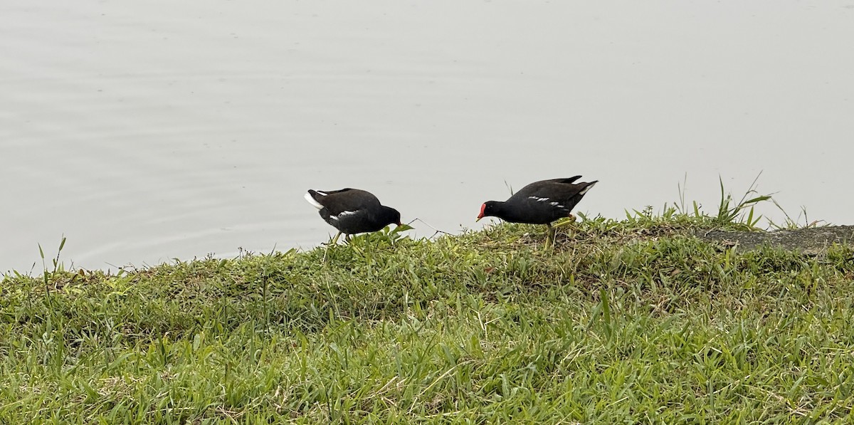 sivhøne - ML646827260