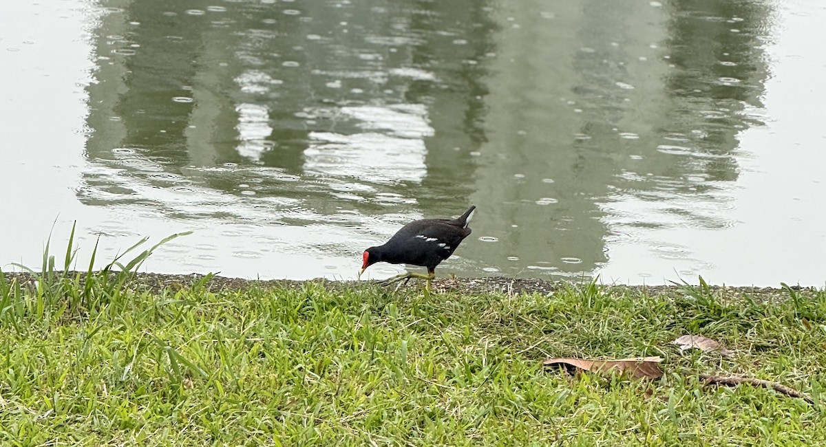 sivhøne - ML646827261