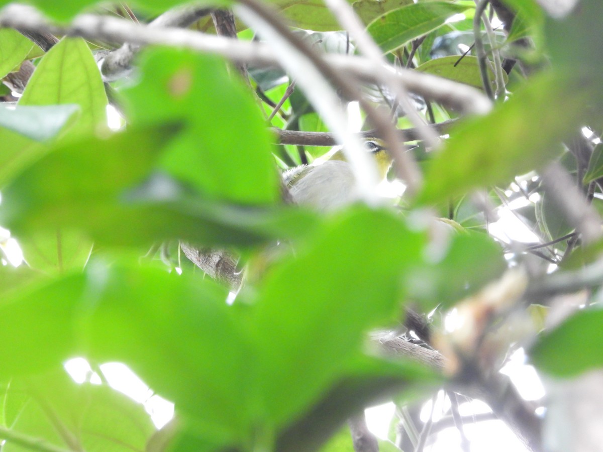 Swinhoe's White-eye - ML646827264