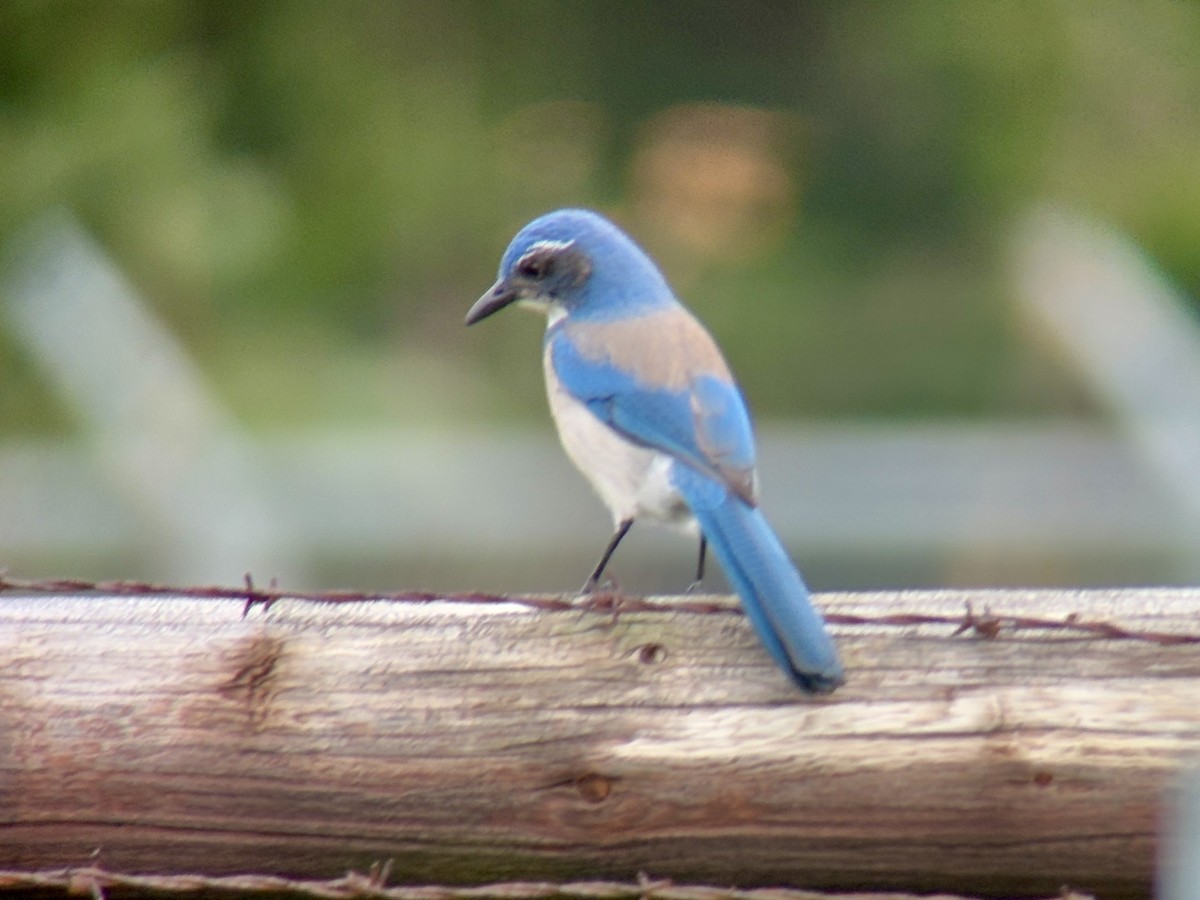 カリフォルニアカケス - ML646827265