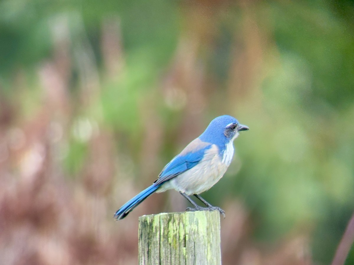 カリフォルニアカケス - ML646827266