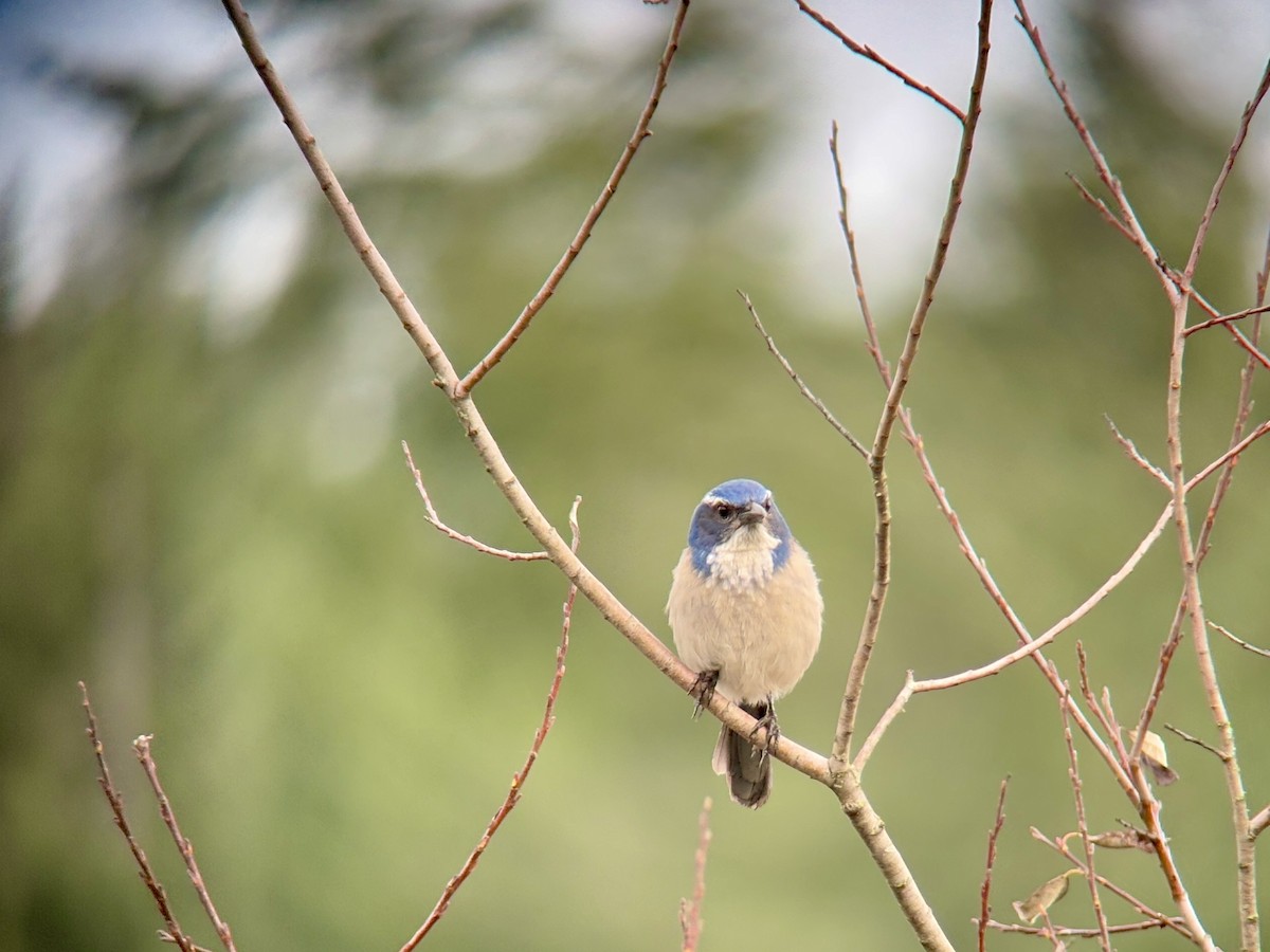 カリフォルニアカケス - ML646827267