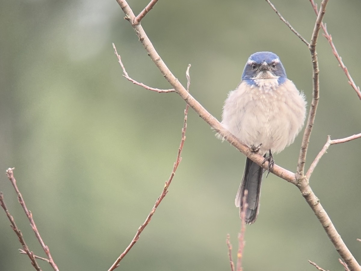 カリフォルニアカケス - ML646827268