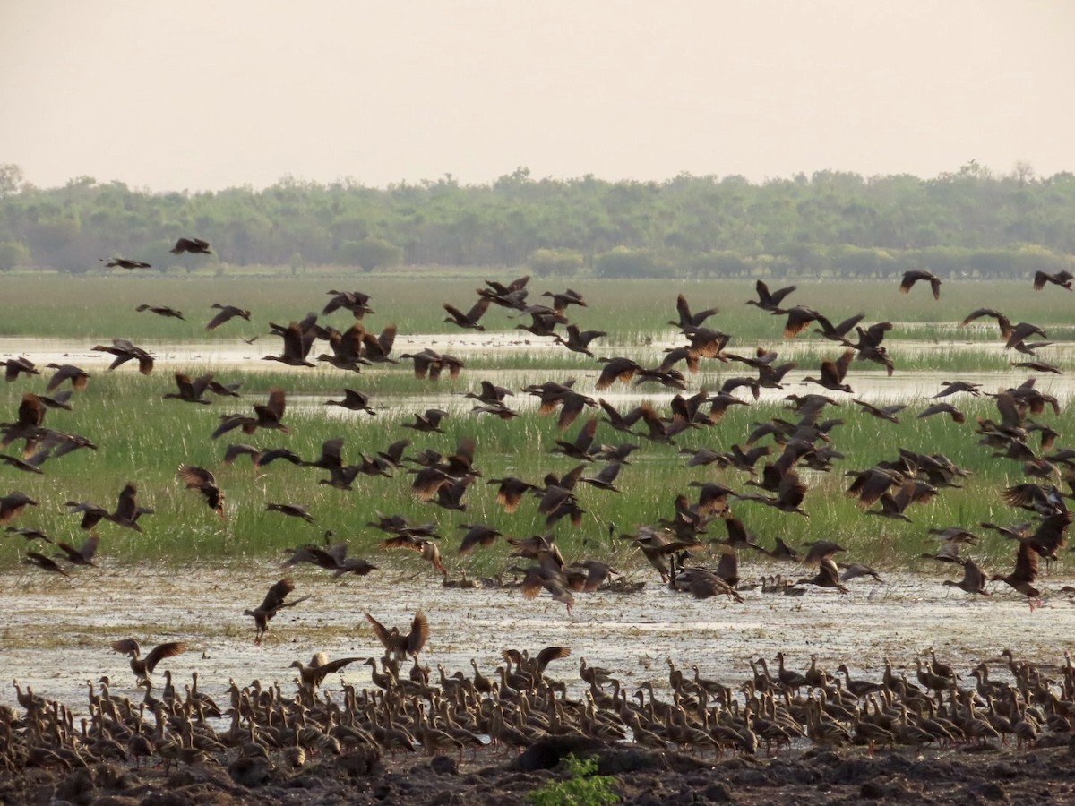 Plumed Whistling-Duck - ML646827269