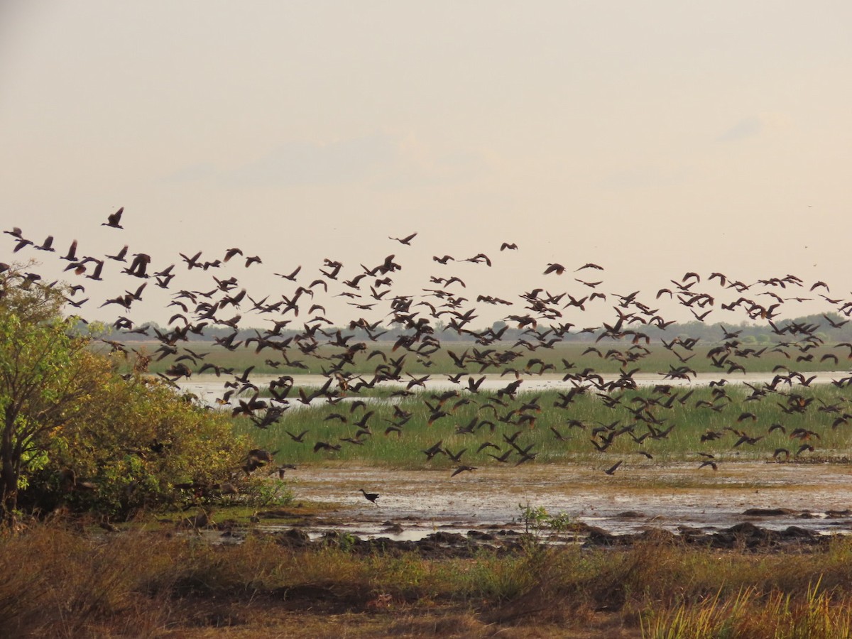 Plumed Whistling-Duck - ML646827270