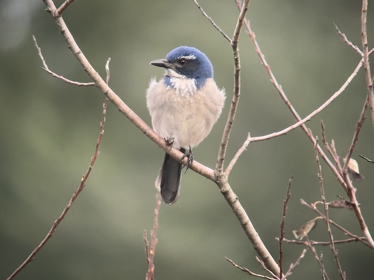 カリフォルニアカケス - ML646827271