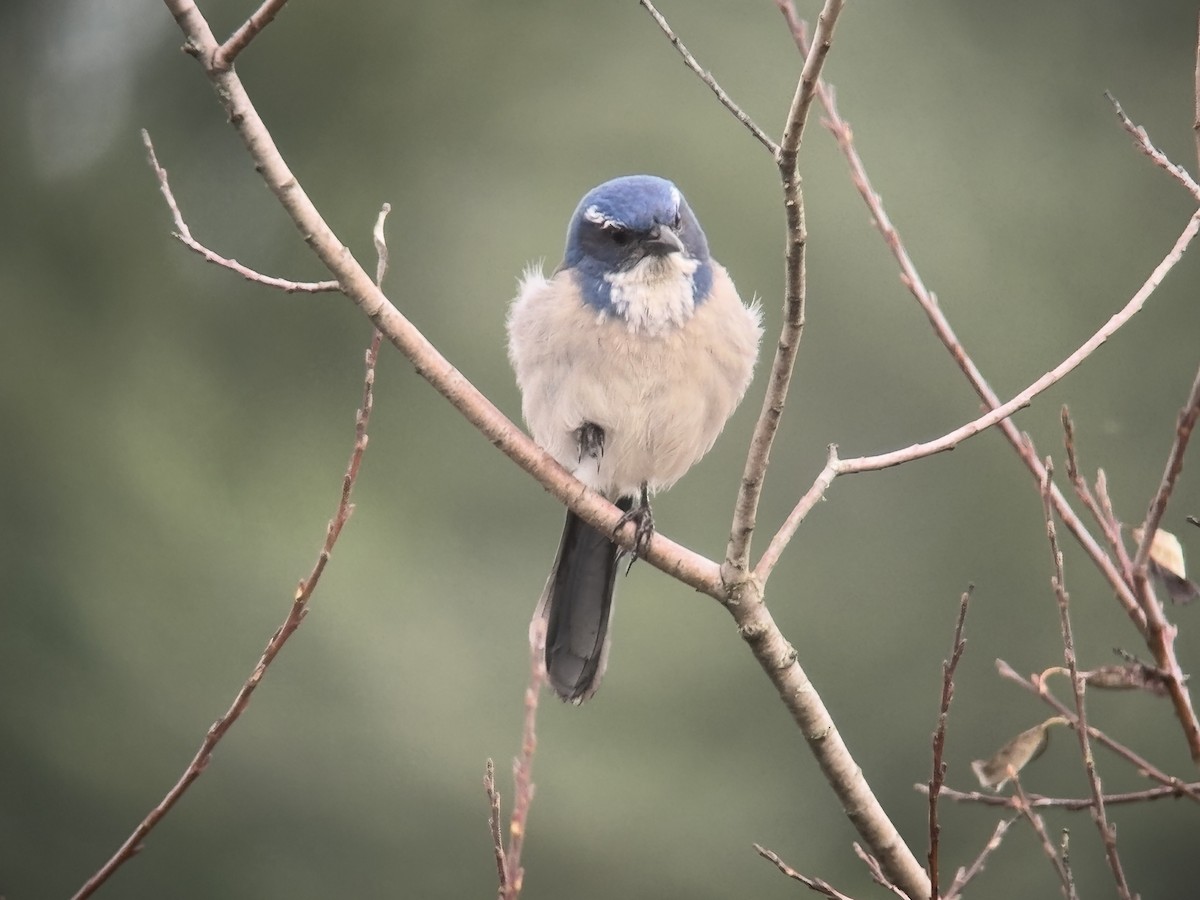 カリフォルニアカケス - ML646827272