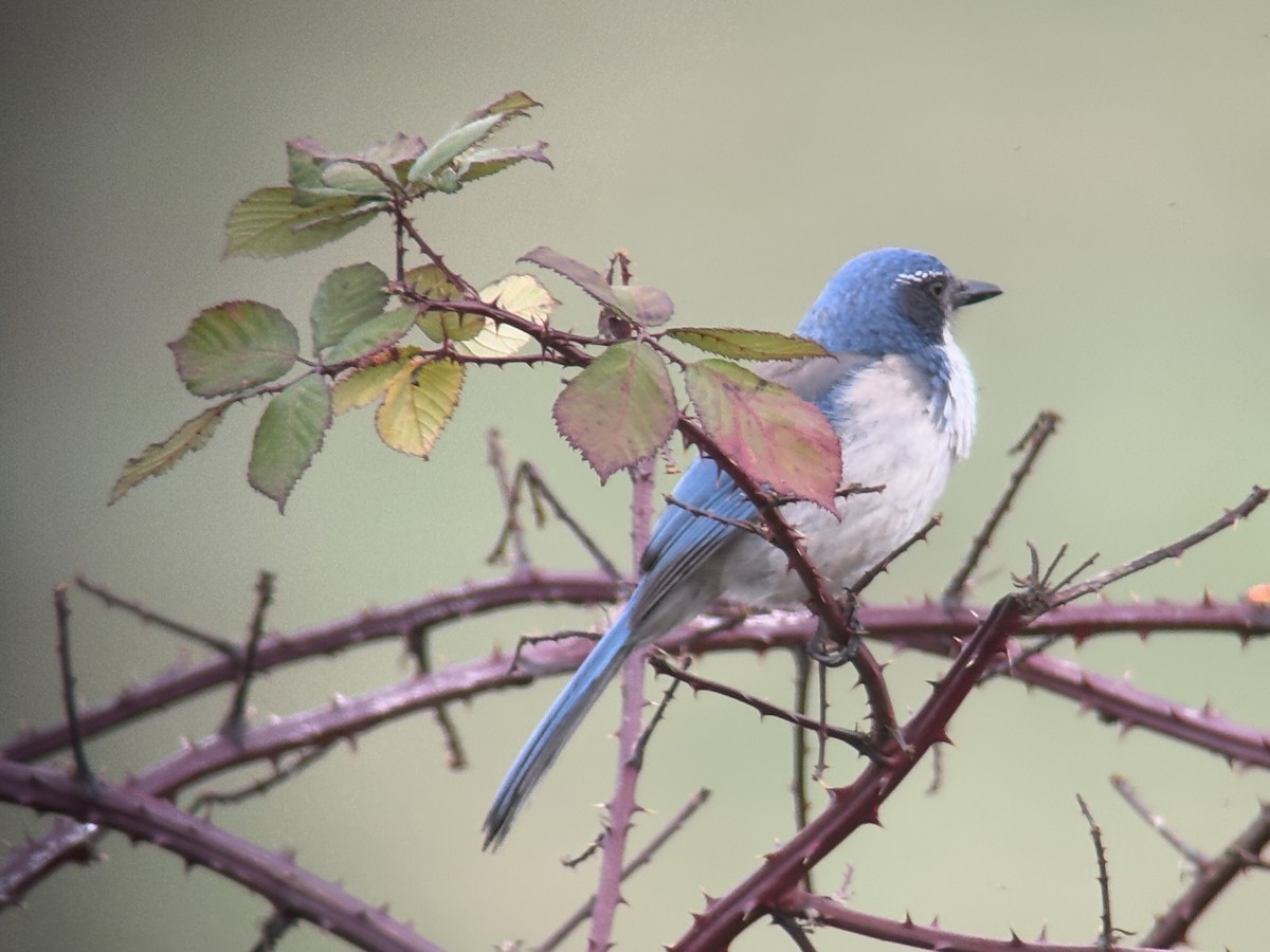 カリフォルニアカケス - ML646827273