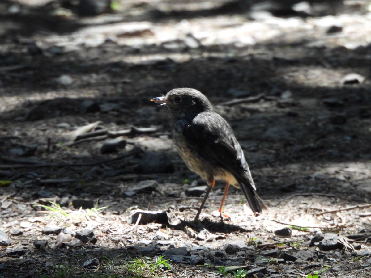 North Island Robin - ML646827274