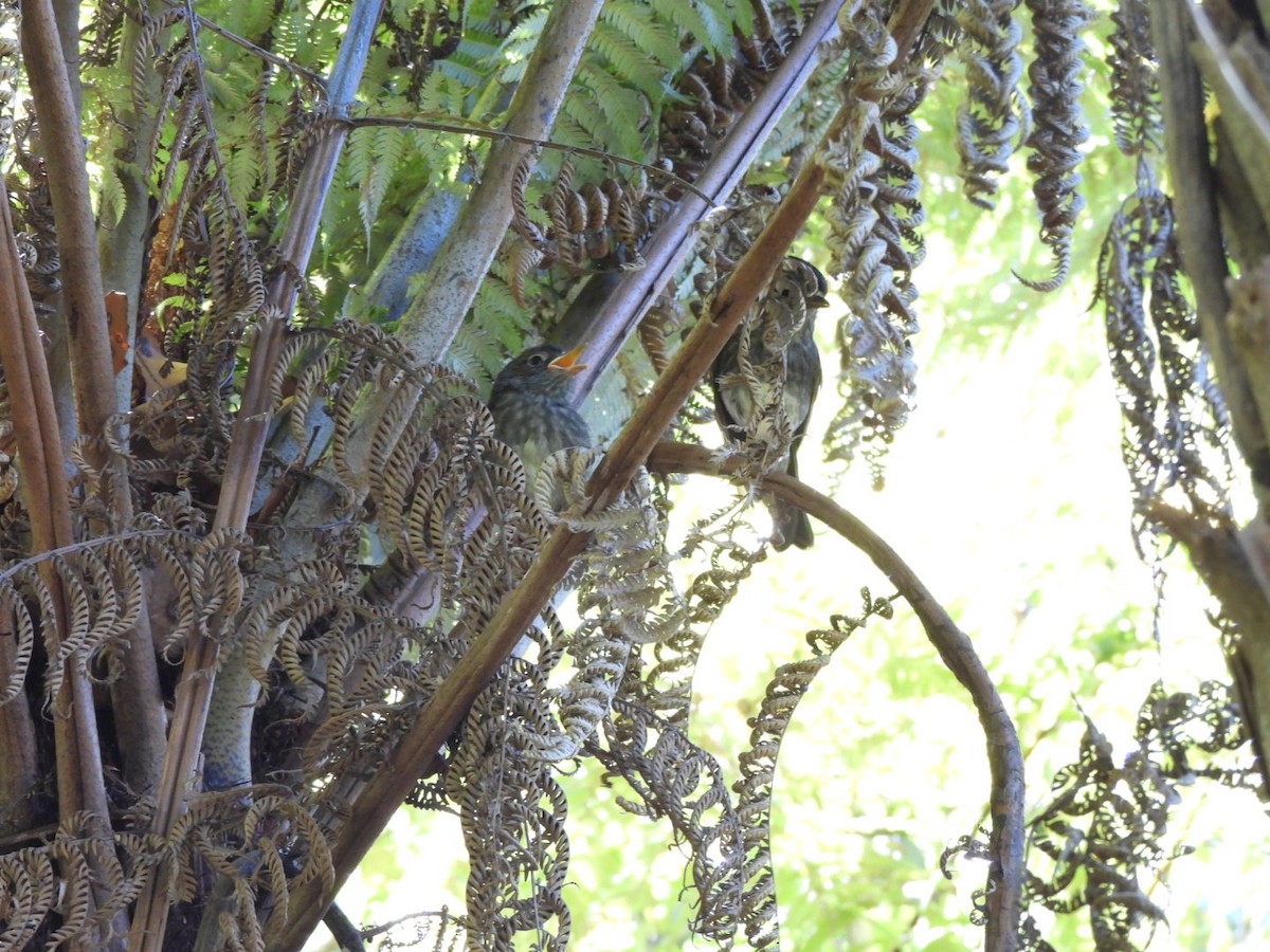 North Island Robin - ML646827275