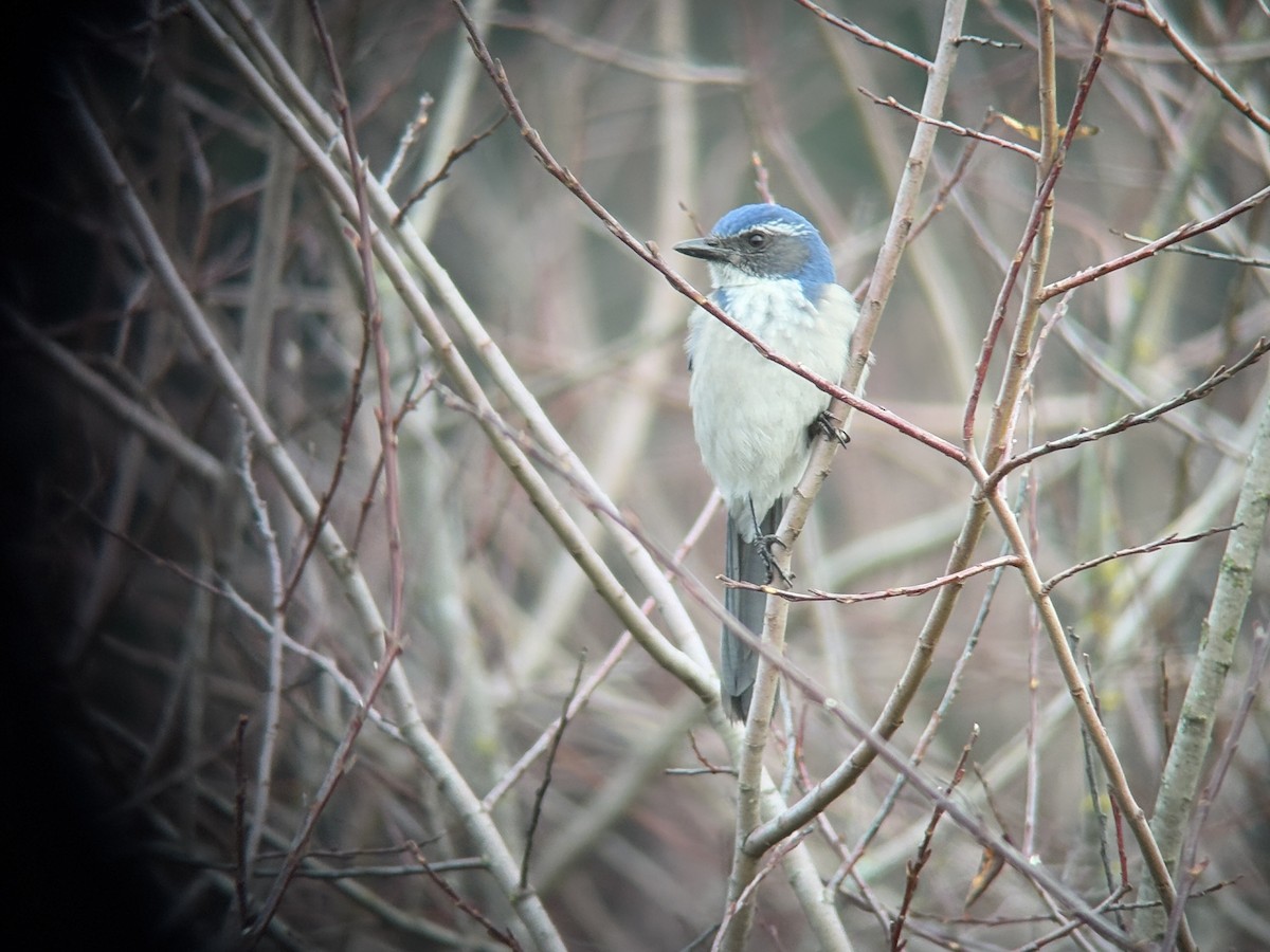 カリフォルニアカケス - ML646827276