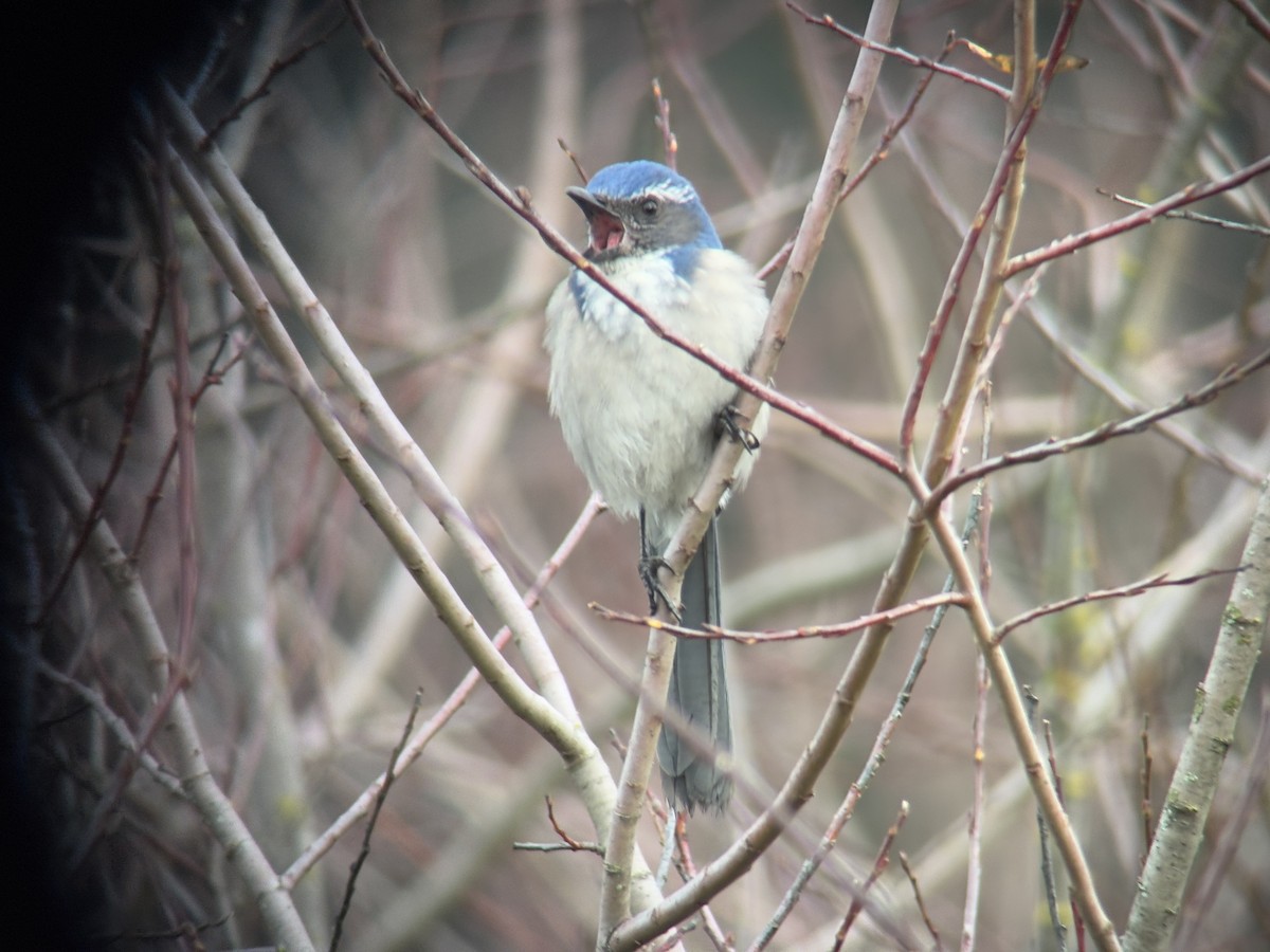 カリフォルニアカケス - ML646827277