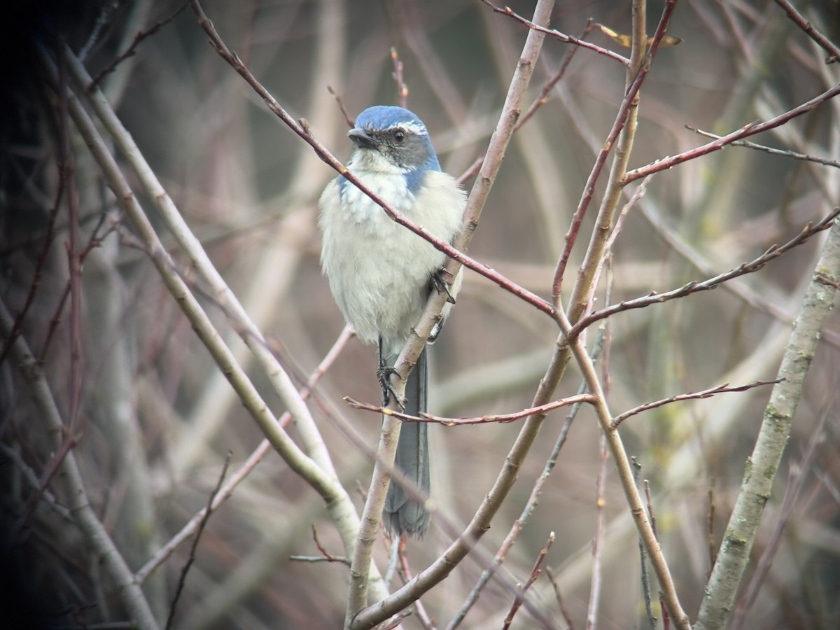 カリフォルニアカケス - ML646827278