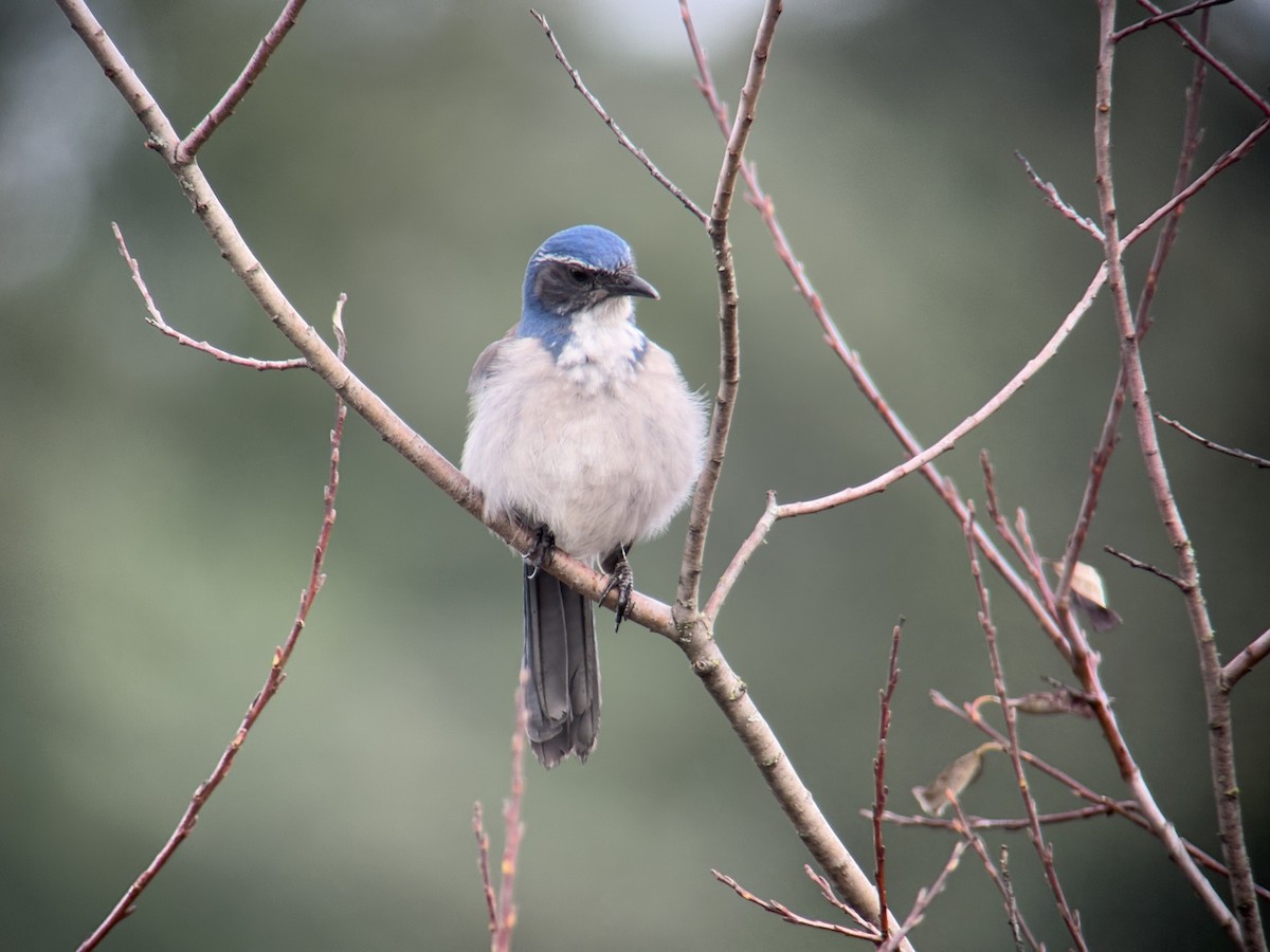 カリフォルニアカケス - ML646827279