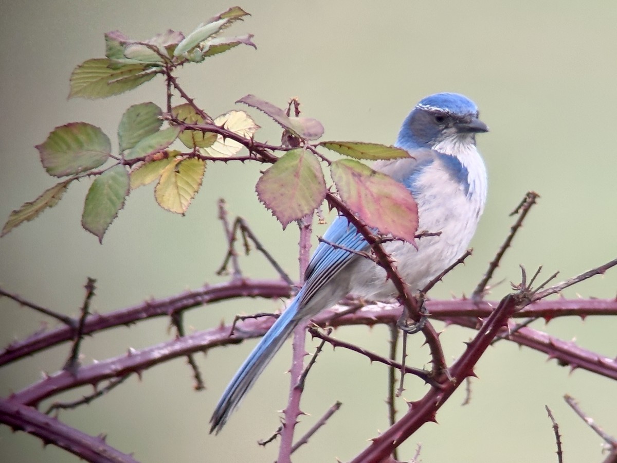 カリフォルニアカケス - ML646827280