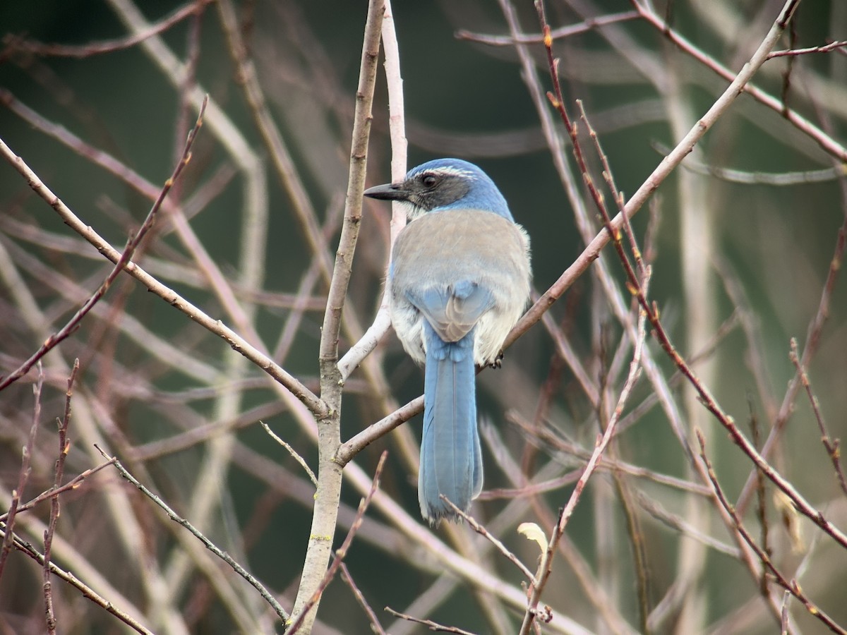 カリフォルニアカケス - ML646827281