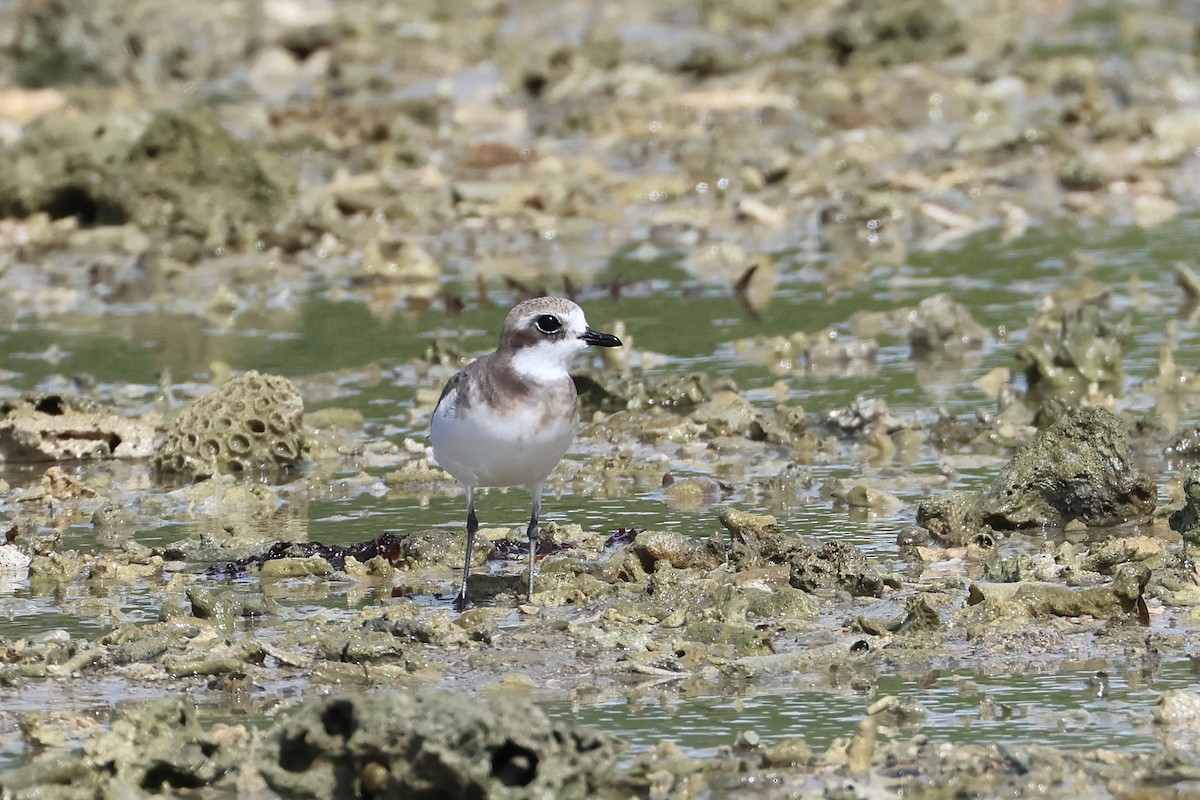 Txirritxo mongoliarra - ML646827282