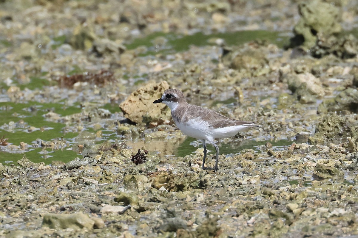 Txirritxo mongoliarra - ML646827283