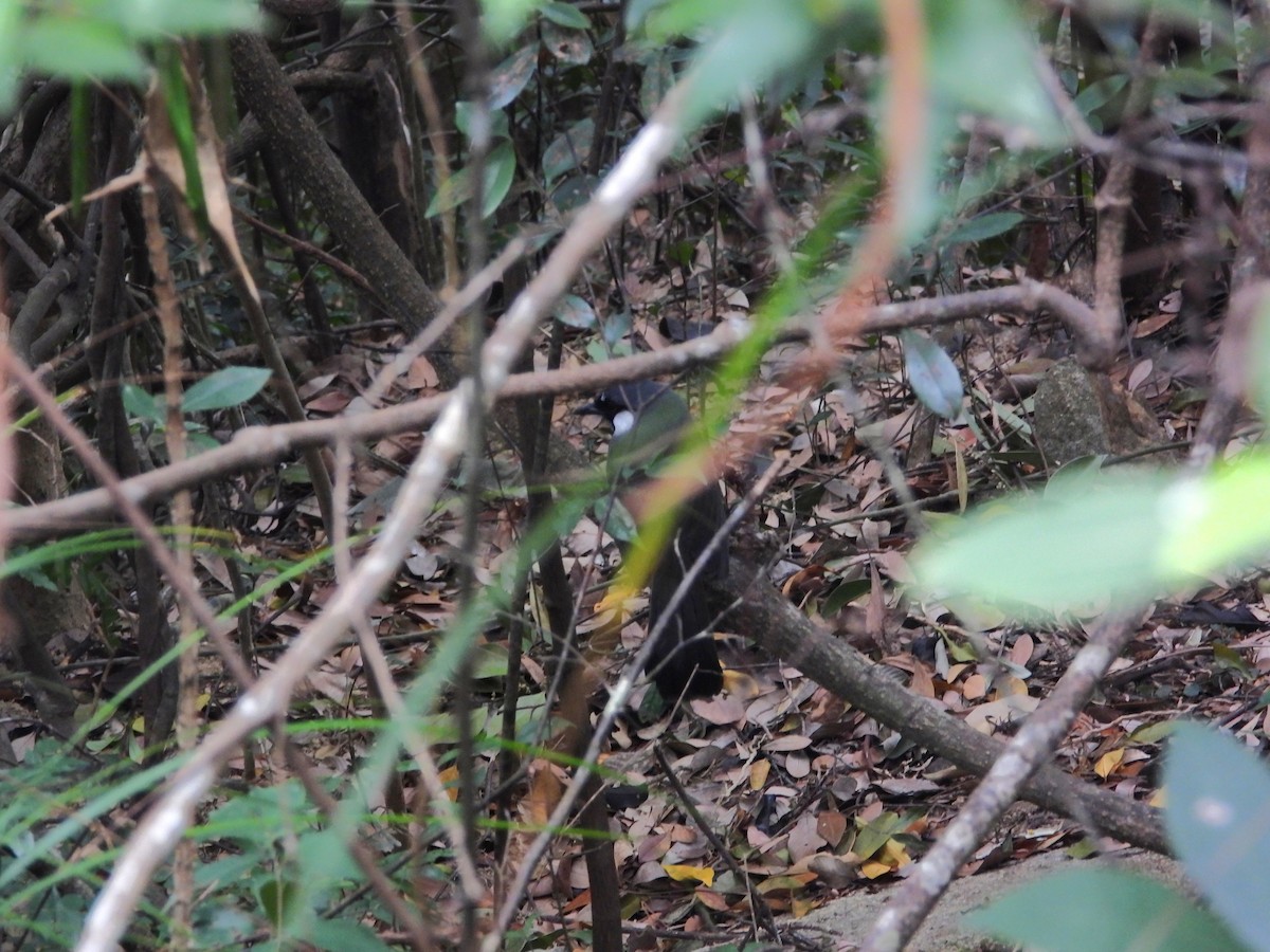 Black-throated Laughingthrush - ML646827285