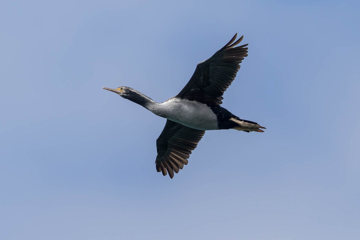 Spotted Shag - ML646827287