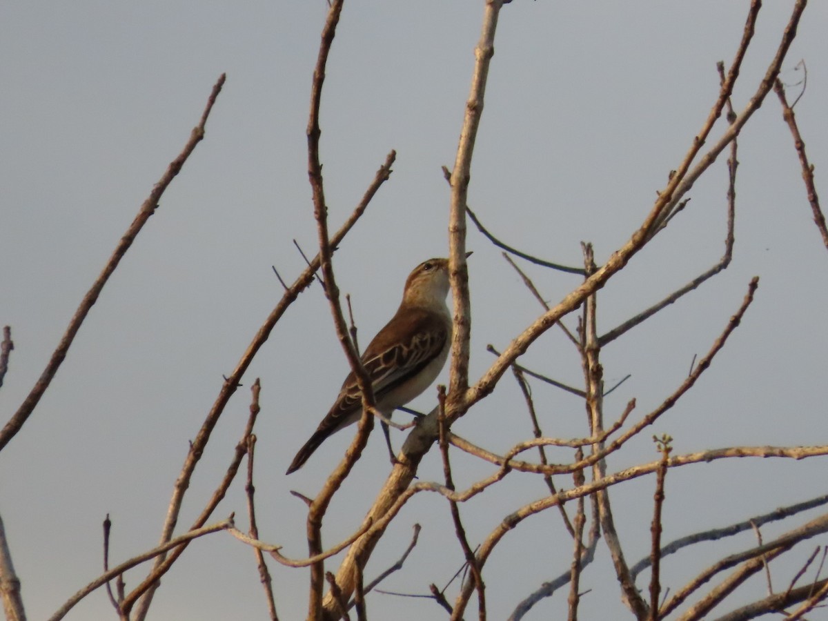 White-winged Triller - ML646827288