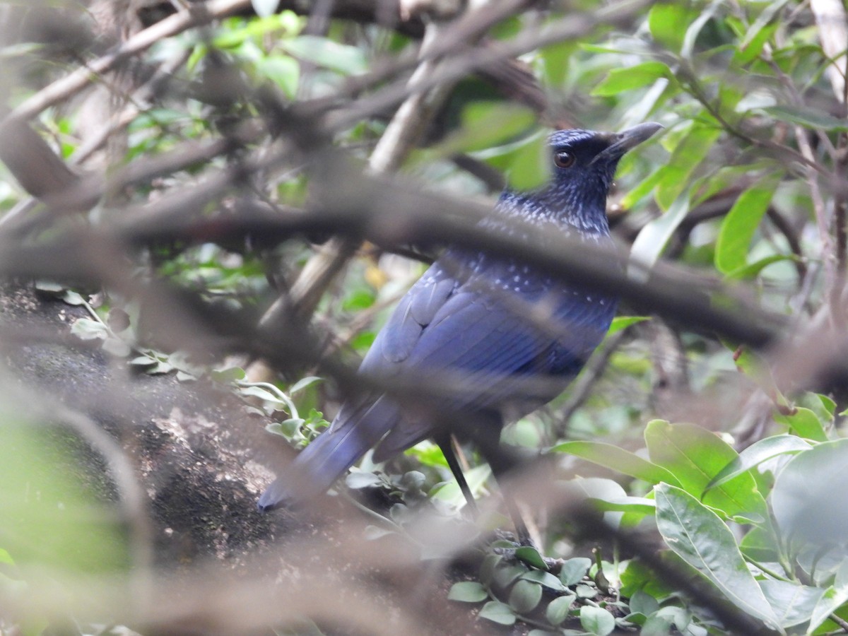 Blue Whistling-Thrush - ML646827289