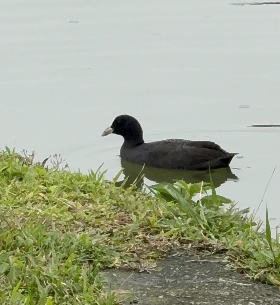 sothøne - ML646827291