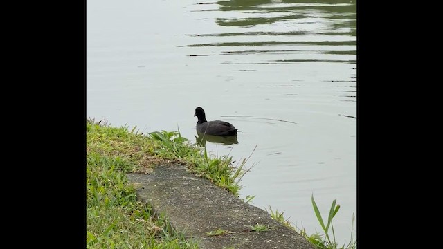 sothøne - ML646827292