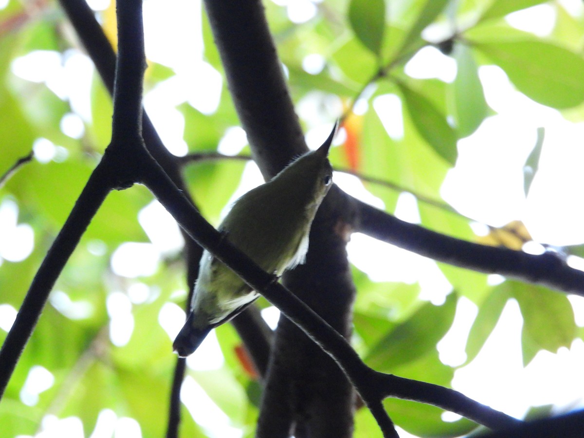 Fork-tailed Sunbird - ML646827293