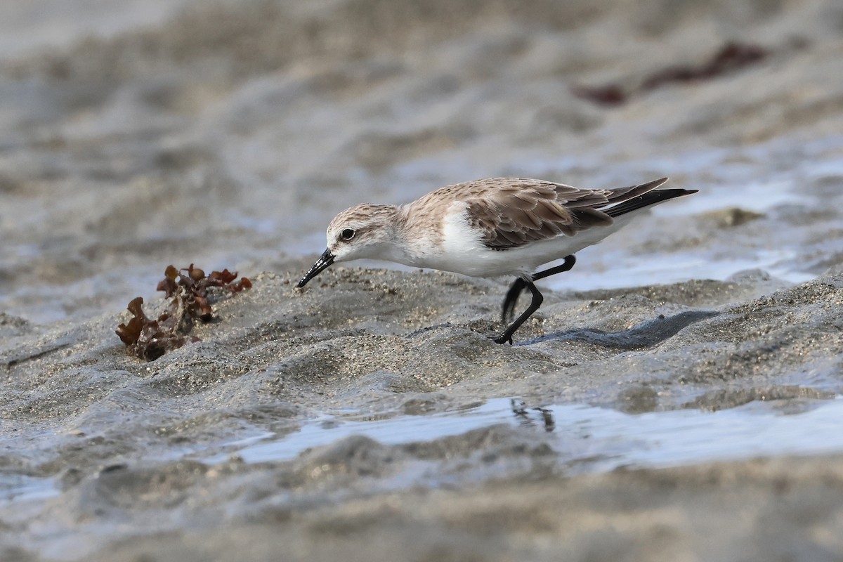 紅胸濱鷸 - ML646827294