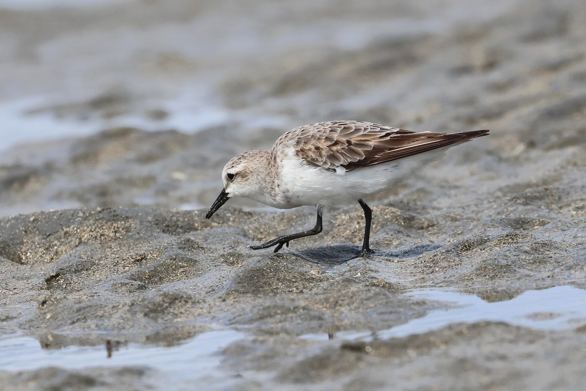 紅胸濱鷸 - ML646827295