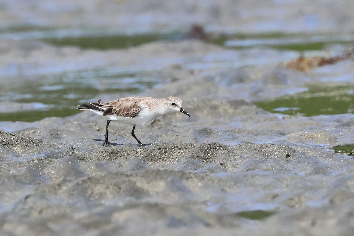 紅胸濱鷸 - ML646827296