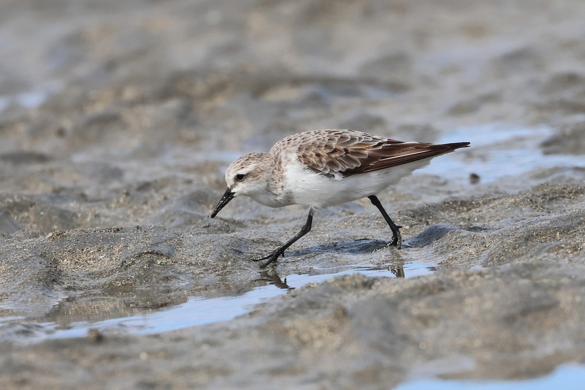 紅胸濱鷸 - ML646827297