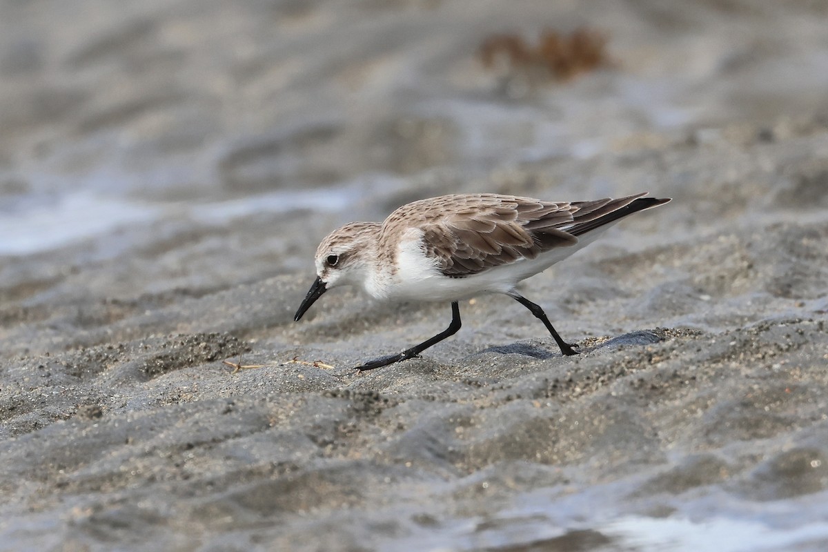 紅胸濱鷸 - ML646827298