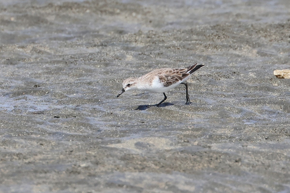 紅胸濱鷸 - ML646827299